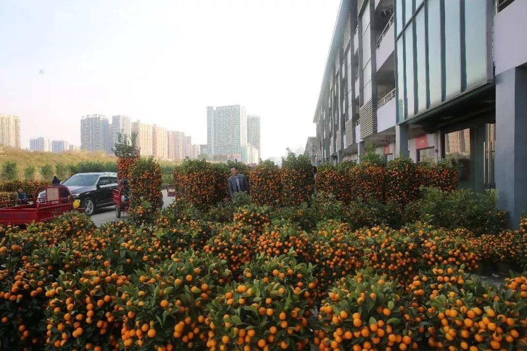 2020年沙井街道迎花市，在中亚硅谷海岸举行